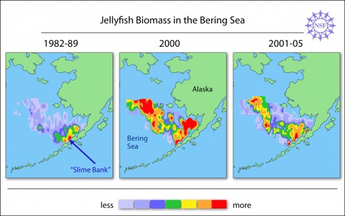 jellyfish bearing sea