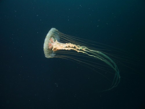 jellyfish