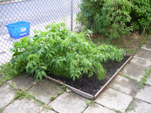 My little urban garden