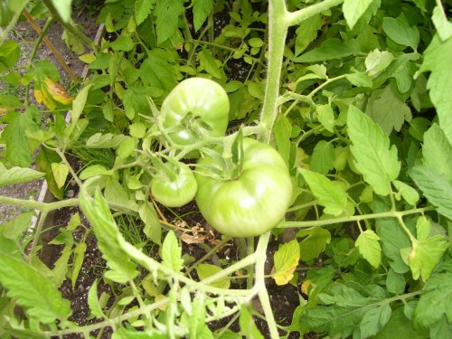 green tomatos 