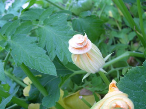zucchini flower