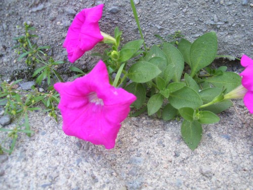even in concrete flowers can grow