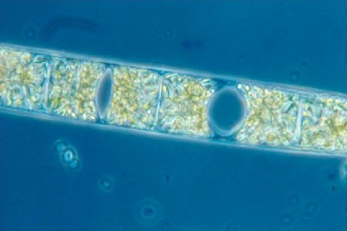 these tiny diazotrophs are very important
