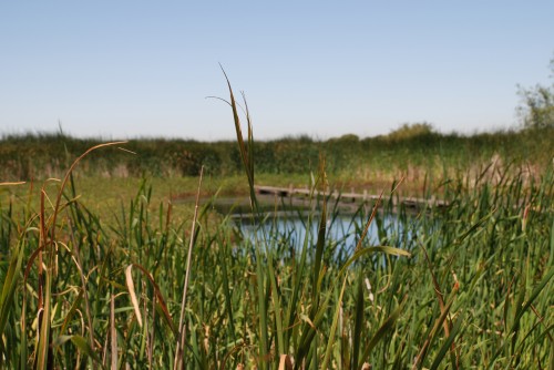 Carbon farming could restor wetlands and fight global warming.