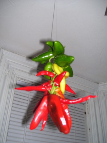 Hot pepper storage, remember don\'t rub your eyes after you handle all them beauties