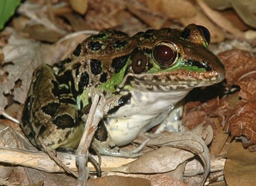 An adult leopard frog