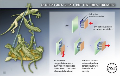 Researchers have created a gecko-inspired adhesive with ten times the stickiness of a gecko's foot, by combining vertically nanotubes with curly spaghetti-like nanotubes.