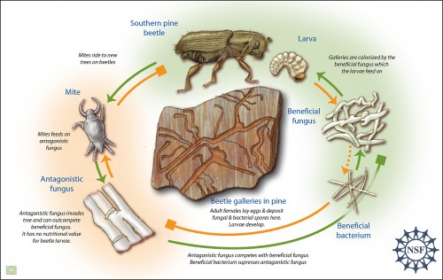 Southern pine beetles colonize pine trees and lay eggs in galleries within the tree bark. They line these galleries with spores of a beneficial fungus and a bacterium. Inadvertently, they can also bring along parasitic mites and spores of an antagonistic (competitor) fungus. The antagonist fungus competes to colonize the tree, but carries no nutritional value for the larvae. As the beneficial bacterium spreads, it produces an antibiotic that inhibits growth of the antagonistic fungus.