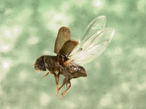 Adult southern pine beetle in flight.