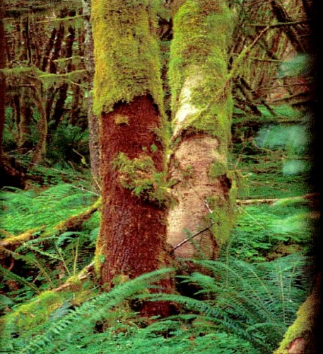 Ecologically important mosses are (often illegally) stripped from the old-growth forests of the Pacific Northwest for the growing horticulture trade, which currently exceeds $265 million per year. But because mosses may take decades to re-grow, such harvesting is not sustainable.