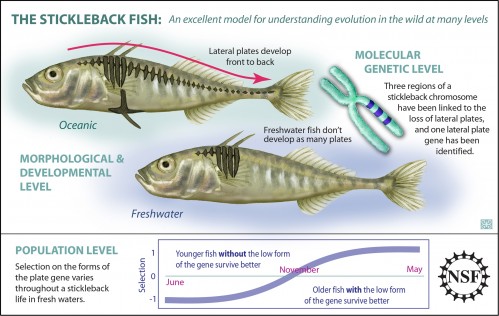 Different genes code for two different forms of stickleback fish and result in different fitness.