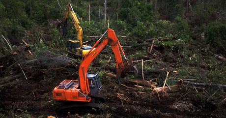 ...now you don't. Bulldozers chew into what was pristine forest.