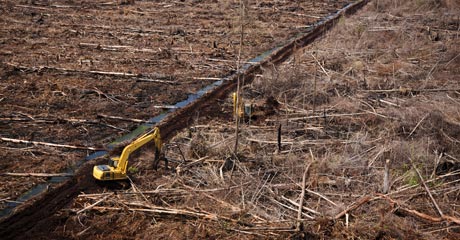 Picking over the bones of a dead forest