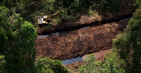 Clearing away trees alongside a drainage canal in Riau's peatlands