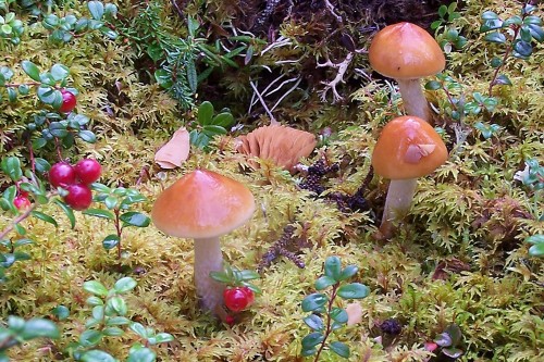 Warmer, drier climate may slow the release of carbon dioxide by fungi that produce mushrooms.