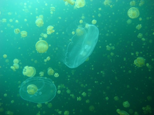 Millions of jellyfish gather in a marine lake in Palau in the Pacific. Scientists believe that some jellyfish swarms are natural phenomena and that some jellyfish swarms are promoted by human activities.