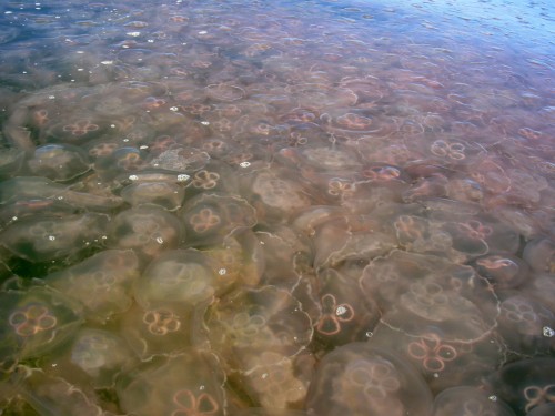 In the Gulf of Mexico's densest swarms, there are more jellyfish than there is water!