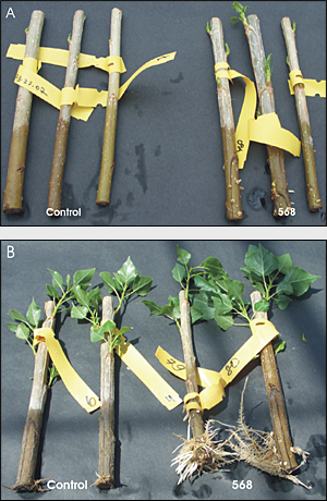 Poplar plants at 1 (A) and 10 (B) weeks after being treated with endophytic bacteria (strain S. proteamaculans 568) compared with control plants. The inoculated plants show increased root and shoot formation, particularly after 10 weeks.