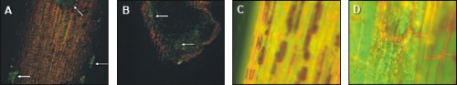 These images confirm the presence of endophytic bacteria (labeled with green fluorescent protein) on the surface of a poplar root (A, arrows), and in the interior of a poplar root shown in cross-section (B) and lateral sections (C and D).