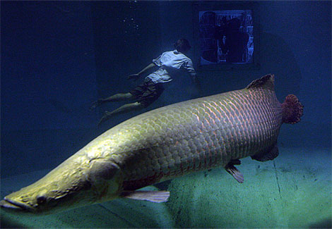 arapaima-diver-ga