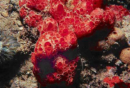 Demosponges, the earliest known animals, today live along the coast, and in the sea's depths.