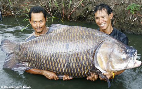 giant-carp