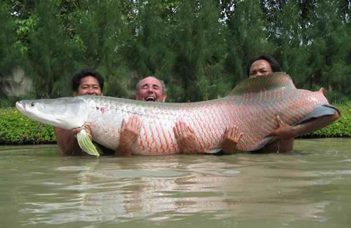 giant-fish.jpg