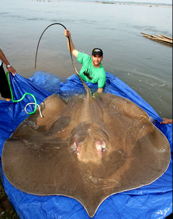 giant-freshwater-stingray