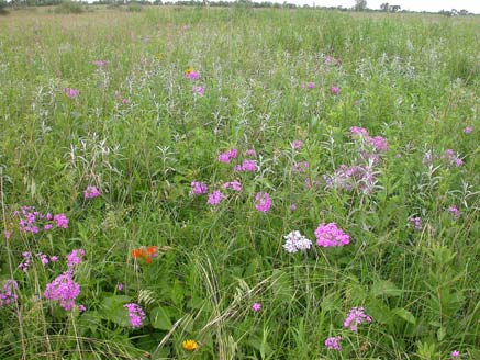 prairie_grass