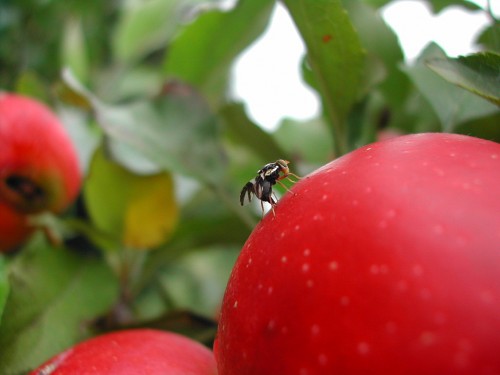 A female apple maggot fly, Rhagoletis pomonella, implants an egg into an apple. Wasps that attack the flies and eat their larvae appear to be changing on a genetic level in the same way that the flies themselves appear to be changing genetically.