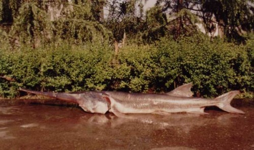 the-world-039-s-largest-river-fish-could-be-extinct-2