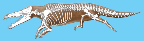 Artist's conception of male Maiacetus inuus with transparent overlay of skeleton