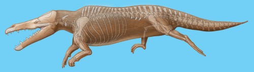 Male Maiacetus inuus with opaque skelton overlay.