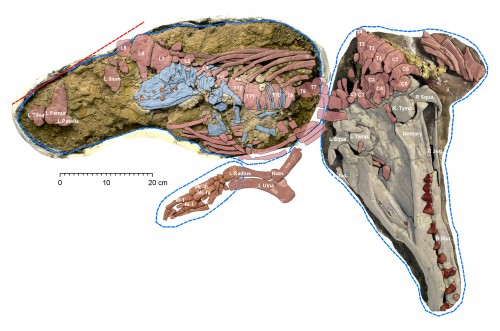 Fossils of female Maiacetus inuus with near-term fetus in utero, as found in the field.