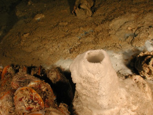 A mineral chimney and microbe mats on the sea floor in the Gulf of Mexico. Mineral chimneys are associated with sea vents that release oil and gas. The microbe mats are lying on sediments next to the mineral chimney.