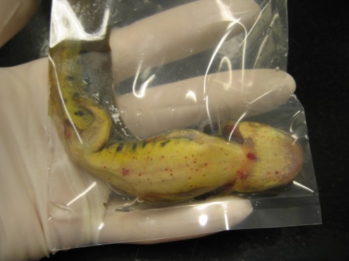 Waterdogs, or tiger salamander larvae, in bait shops across the U.S. West carry infections.