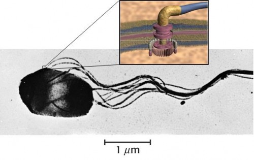 Powering nano-vehicles is a complex issue yet to be solved. Researchers know that external electric or magnetic fields could create small forces that cause the tiny machines to rotate or undergo intricate motions. But, they say, that approach would cause every nano-machine in the field to move in lock-step. Autonomous movement is preferred for uses such as microsurgery when machines need to move independently. Researchers look to biology for clues that could lead to an effective, self-directed nano-motor. Here, the tail-like structure of a Salmonella bacterium turning in a corkscrew motion and powered by stored chemical energy provides an example of how nano-machines could be autonomously powered.