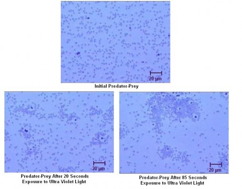 The study of bacteria offers some intriguing theories for building autonomous nano-motors. One theory involves phototaxis--particle motion driven by light in which particles move towards or away from the region of highest light intensity. Movement depends on the nature of the ions given off by a lighted particle and the charge of the particle. The phenomenon can lead to biomimetic cooperative behavior, such as one in which some particles act as "predators" and others as "prey," very much like white blood cells chasing down a bacterium. The design of "smart" autonomous nano-robots could take on similar characteristics, moving independently in a needed direction by harvesting energy from light, glucose or other abundant fuels in biological or organic systems. Here, two different particles engage in phototaxis "predator-prey" movement. Dark silver chloride particles when stimulated by UV light emit positively charged ions. These ions propel the movement of the silver chloride particles, but they also cause attraction of the lighter colored silica particles. Consequently, the "prey" particles are eventually surrounded by "predators." The silver chloride particles are shown first in a neutral state, and then they are photographed after 20 seconds of exposure to UV light and again after 85 seconds of exposure. The exposure causes them to be surrounded by silica particles that are attracted by the ions. The results cause researchers to hypothesize that nano-engines using similar technologies may not be that far away.