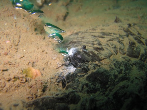 Sea-floor tar and methane gas are covered with white sulfide- and methane-eating microbes.