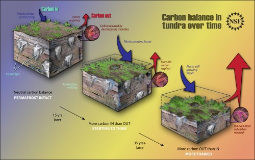 A lot of old carbon is stored deep in the tundra where it is locked in permafrost. As these areas start to thaw over about 15 years, large ice wedges in the soil get smaller causing pot-holing and soil depression. The newly available water prompts faster plant growth, and the carbon taken out of the atmosphere by the plants photosynthesizing is greater than the carbon released back into the atmosphere by plants respiring and microbes decomposing carbon. However, after about 50 years, as thawing continues and the soil settles even more, plants are growing faster yet, however the rate of plant respiration and old carbon release through microbes grows even bigger netting more carbon out into the atmosphere than into the soil.