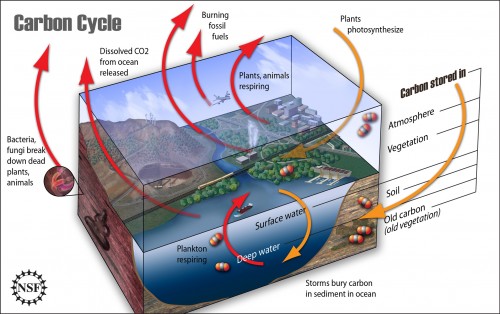 Carbon is stored in the atmosphere, vegetation, soil, deep layers of the crust and in surface and deep water. A few of the mechanisms of bringing carbon into the system are plants photsynthesizing, and storms carying sediment down into the ocean. Decomposition by fungi and bacteria, plants and animals respiring, burning fossil fuels and carbon dioxide dissolving off of the ocean are some of the mechanisms that release carbon back out.