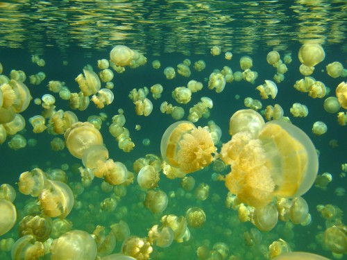 A view of Jellyfish Lake in Palau, with golden jellyfish "biomixing" the waters.