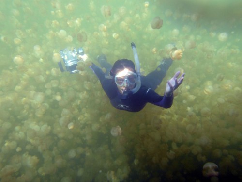 Scientist Kakani Young of Caltech uses a new particle image system in Jellyfish Lake.