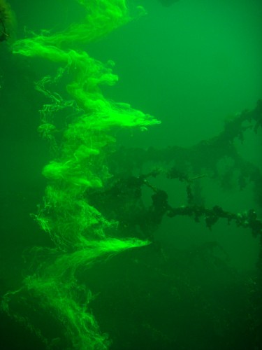 Harmless dye tracks Jellyfish Lake water flow.