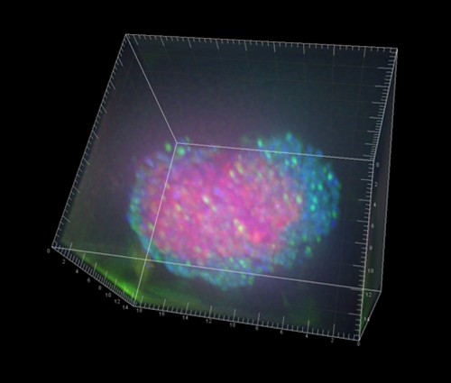 3-D fluorescence in situ hybridization (FISH) image of symbiotic microbes from the deep sea.
