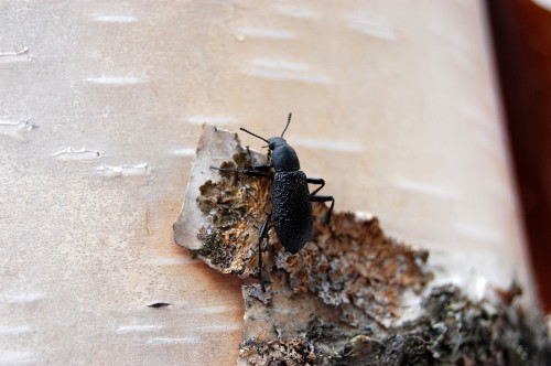 Alaskan beetle Upis ceramboides produces a nonprotein "antifreeze" molecule.