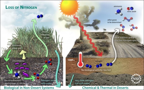 Nitrogen loss in a non-desert system happens primarily through biological processes and water leaching. In a desert, in the summer, however, the soil layer heats up so much that microorganisms are not active enough to release nitrogen; neither is there enough water to cause significant leaching. Researchers have found that the heat itself causes large reactive nitrogen species evaporation.