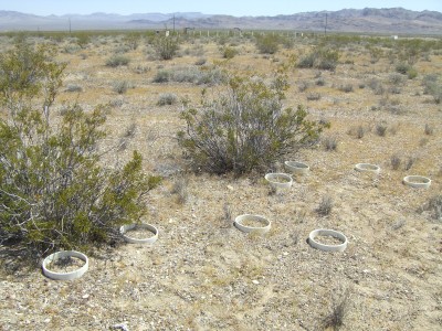 Soil collars rest in the spaces between plants and under evergreen shrubs.