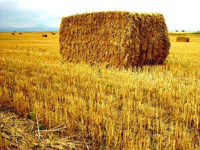 straw-bale-on-field.jpg